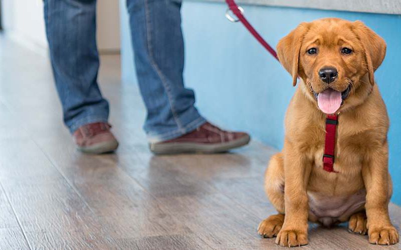 Labrador puppy on leash in veterinary practice lobby.