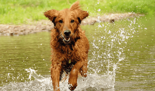 Irish Setter running in field.