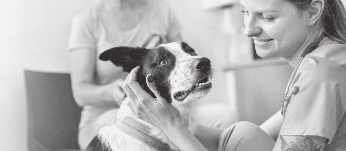 Vet tech with dog and pet owner.