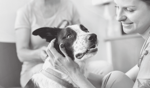 Vet tech with dog and pet owner.