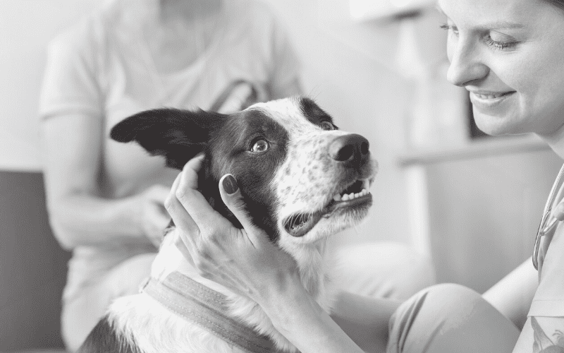 Vet tech with dog and pet owner.