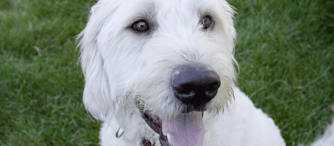 Closeup of Golden Doodle