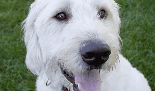 Closeup of Golden Doodle