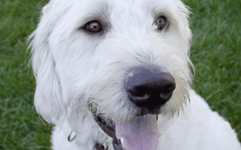 Closeup of Golden Doodle