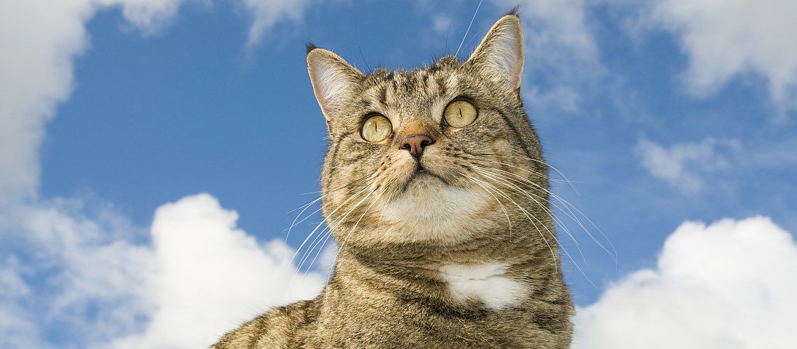 A gray tabby cat looks up at a blue sky and clouds.