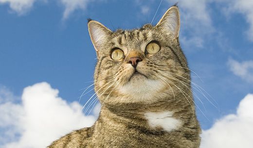 A gray tabby cat looks up at a blue sky and clouds.