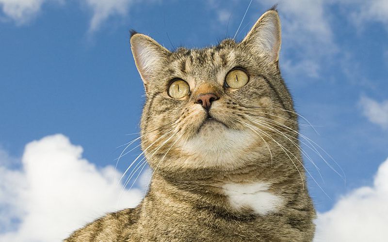 A gray tabby cat looks up at a blue sky and clouds.