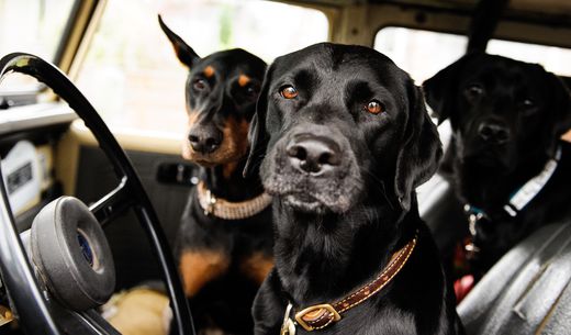 Three black dogs sitting in driver's seat of a car.