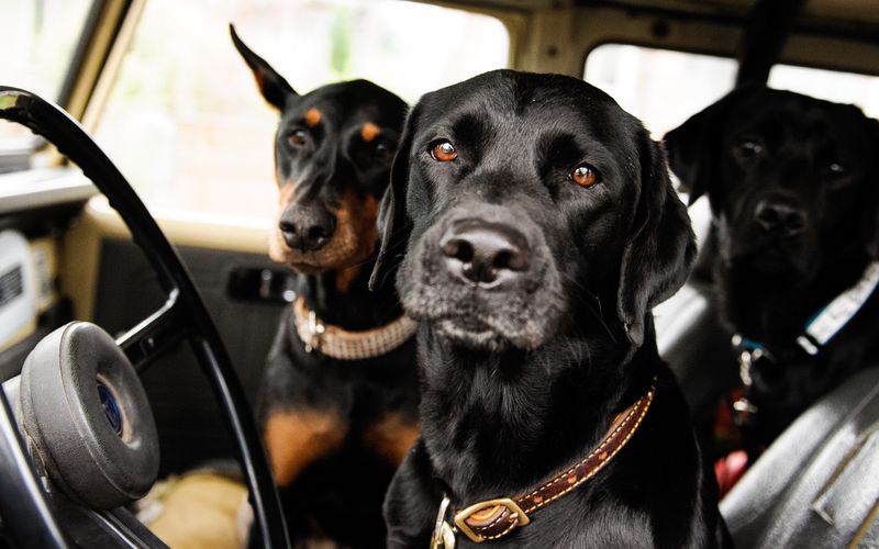 Three black dogs sitting in driver's seat of a car.