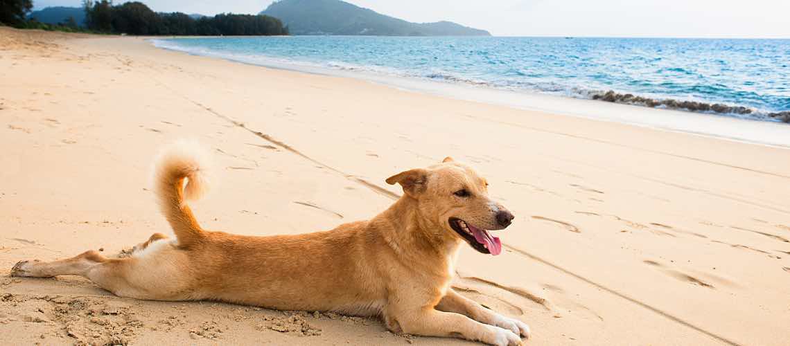 Dog lying flat on beach.