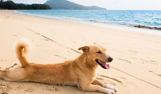 Dog lying flat on beach.