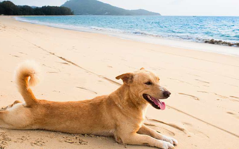 Dog lying flat on beach.
