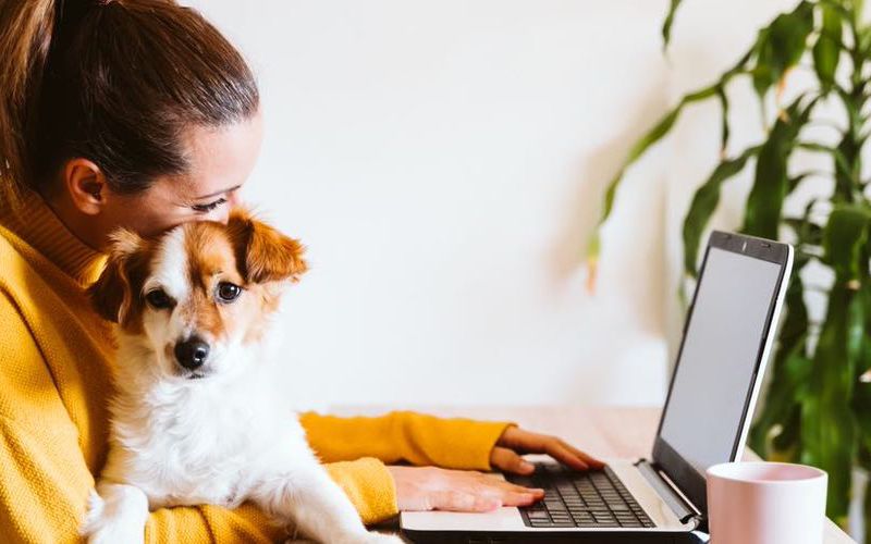 Woman sitting at a laptop holding a dog.