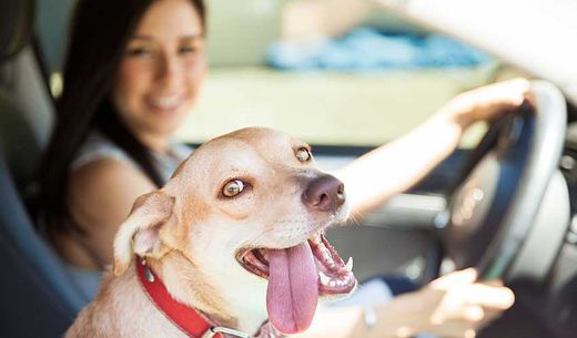Woman and her dog sitting in the car ready for curbside check-in at the veterinary hospital.