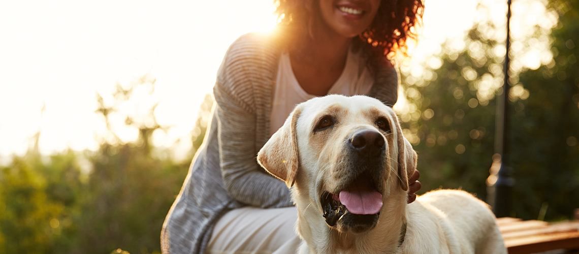 Woman in field with yellow labrador.