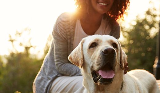 Woman in field with yellow labrador.