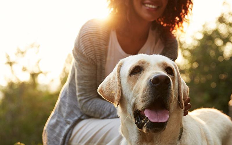 Woman in field with yellow labrador.