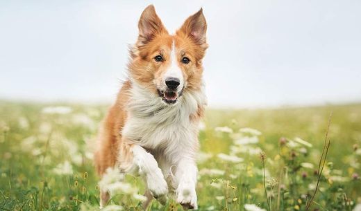 A Border Collie running in a meadow.