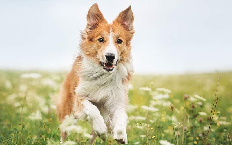 A Border Collie running in a meadow.