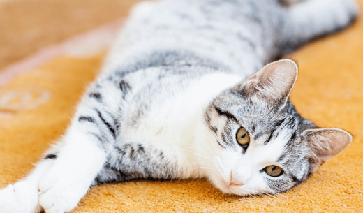 Cat stretching.