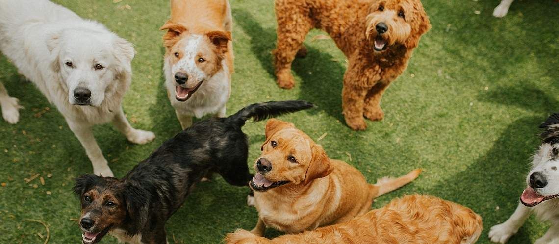 A group of happy dogs.