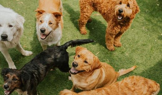 A group of happy dogs.