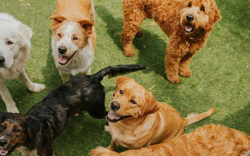 A group of happy dogs.