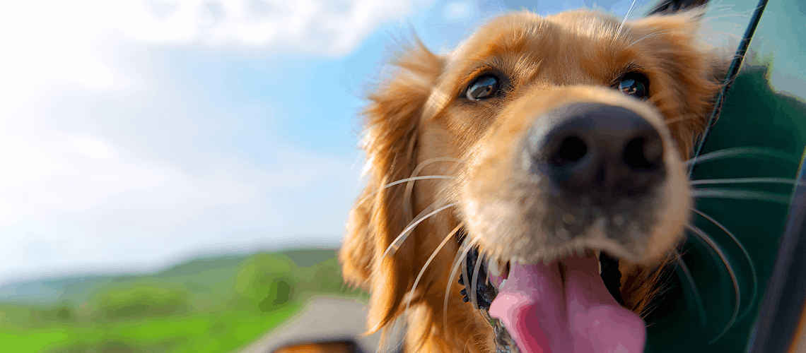 A golden retriever sticking his head out of a car window, enjoying the fresh air.