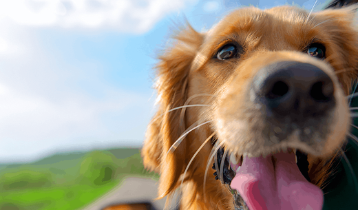 A golden retriever sticking his head out of a car window, enjoying the fresh air.