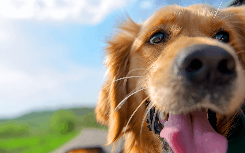 A golden retriever sticking his head out of a car window, enjoying the fresh air.