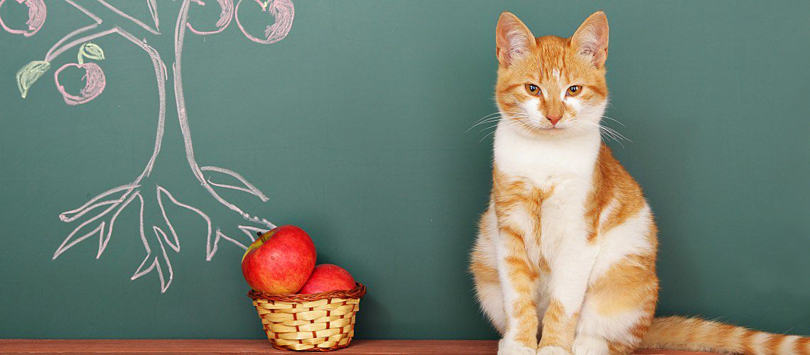 Orange-and-white cat sits next to a basket of apples in front of a chalkboard.