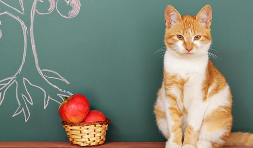 Orange-and-white cat sits next to a basket of apples in front of a chalkboard.