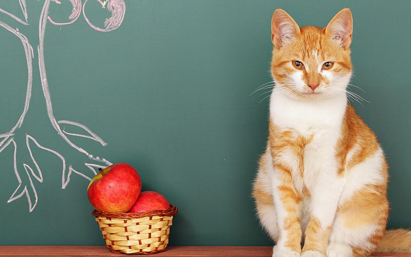 Orange-and-white cat sits next to a basket of apples in front of a chalkboard.