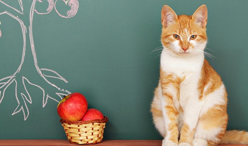 Orange-and-white cat sits next to a basket of apples in front of a chalkboard.