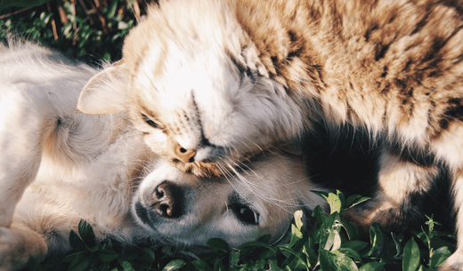 Puppy and kitten nudging heads.