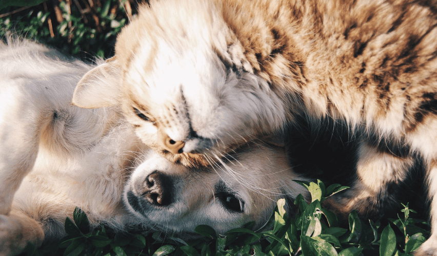 Puppy and kitten nudging heads.