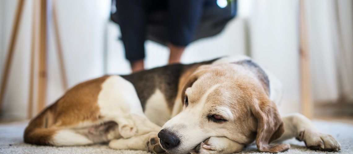 Sleeping beagle under a desk while a practice manager works.