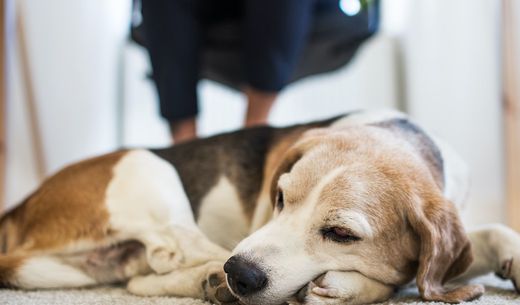 Sleeping beagle under a desk while a practice manager works.