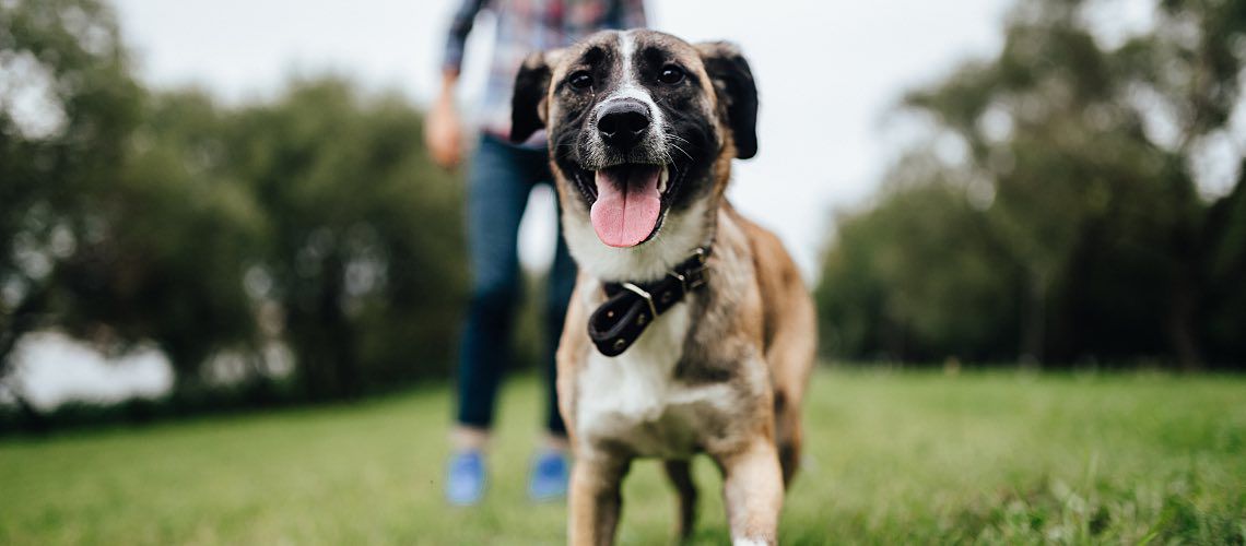 Cute dog in field with man.