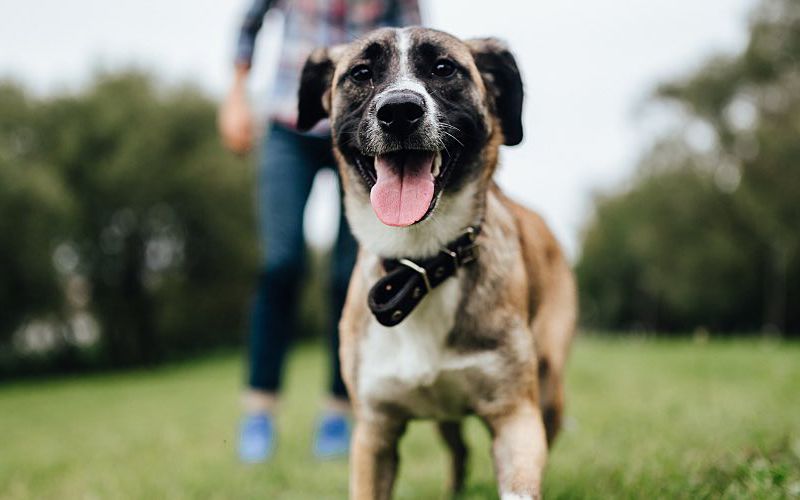 Cute dog in field with man.