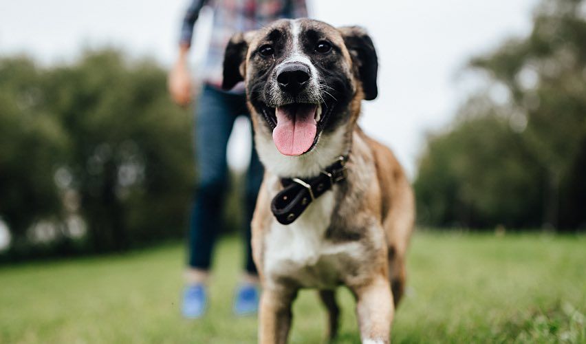 Cute dog in field with man.