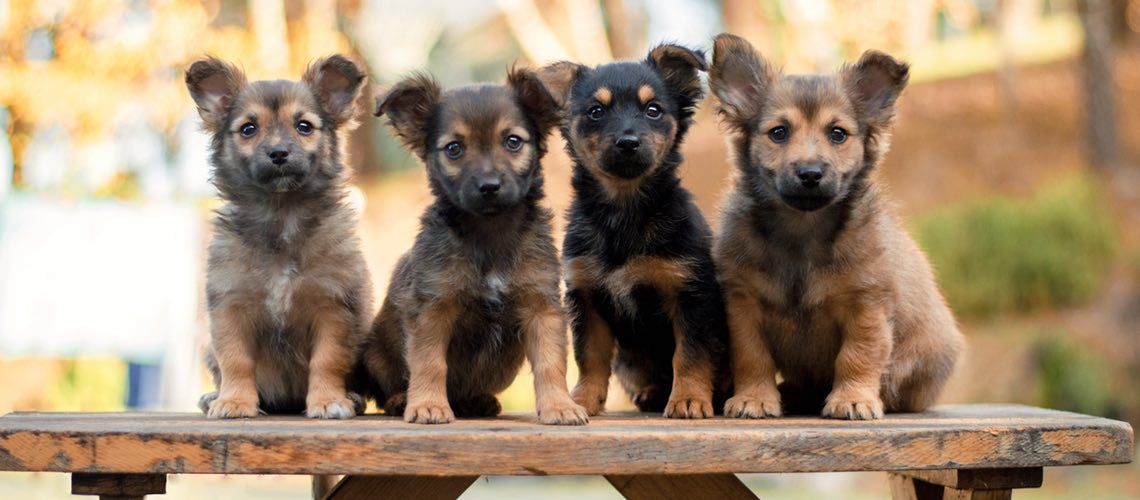 Group of puppies sitting on a bench outside.