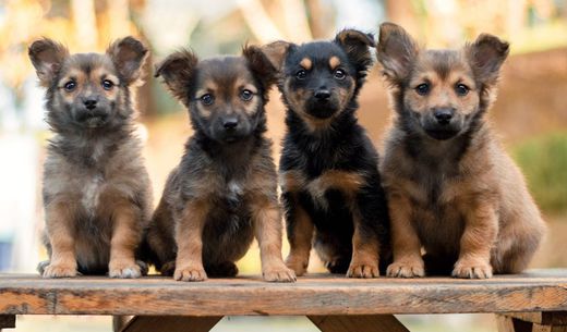 Group of puppies sitting on a bench outside.