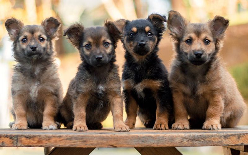 Group of puppies sitting on a bench outside.