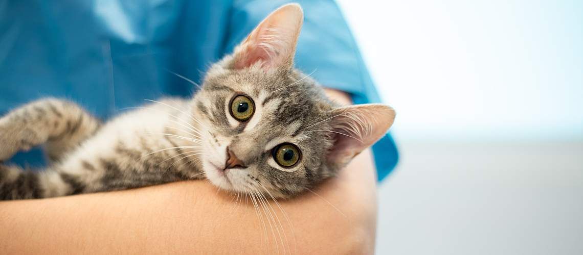 A veterinarian holds a cat in their arms.