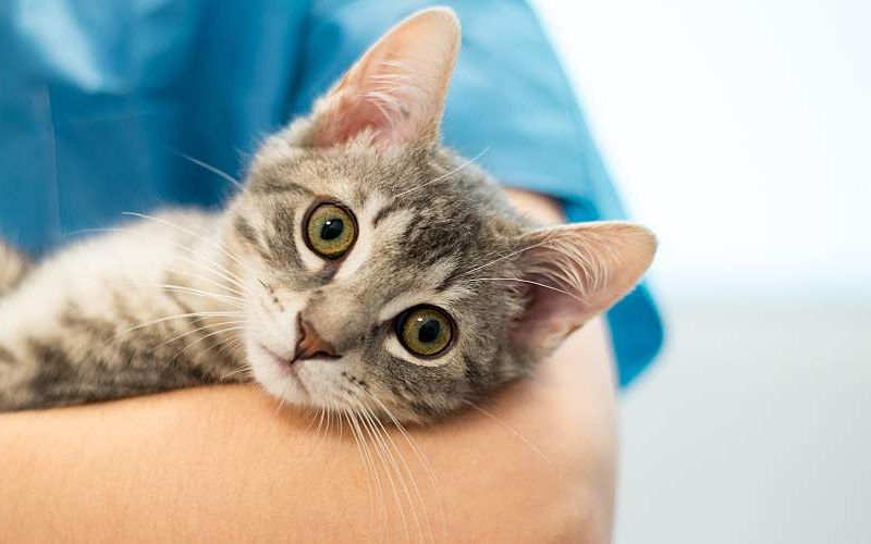 A veterinarian holds a cat in their arms.