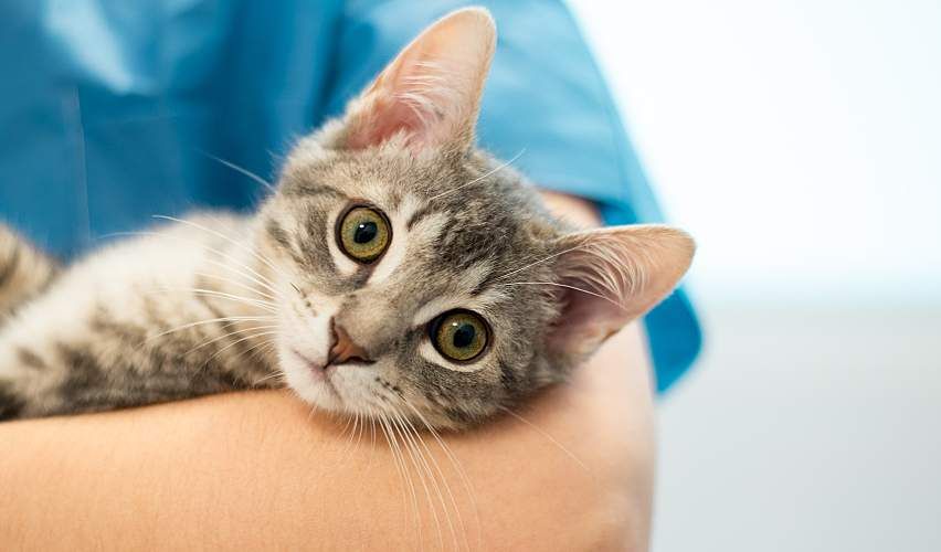 A veterinarian holds a cat in their arms.