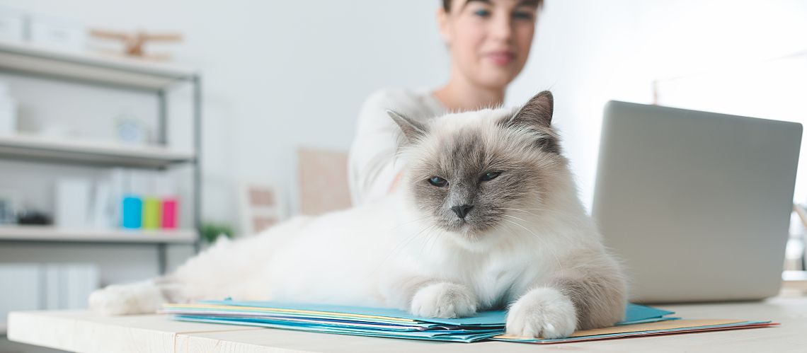 Cat sitting on desk with new veterinary practice manager.