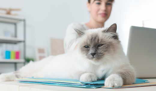 Cat sitting on desk with new veterinary practice manager.