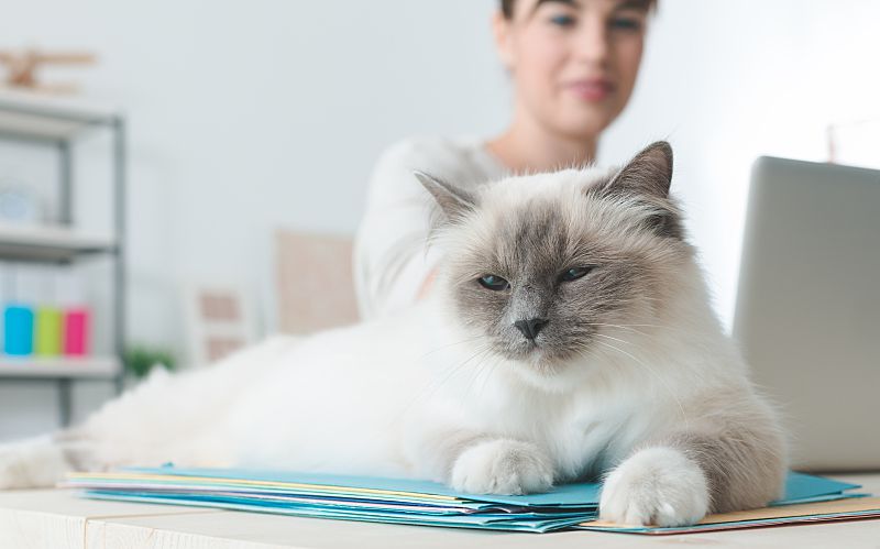 Cat sitting on desk with new veterinary practice manager.